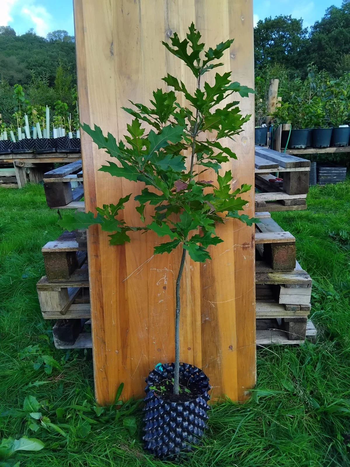 pin oak.jpeg