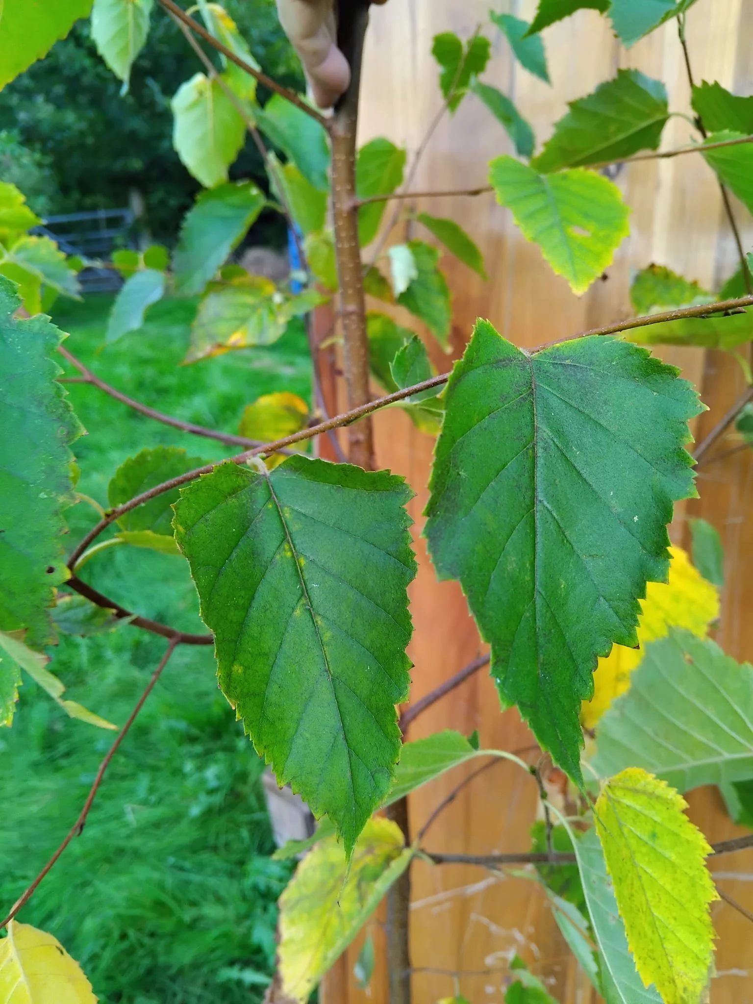 paper birch close up.jpeg