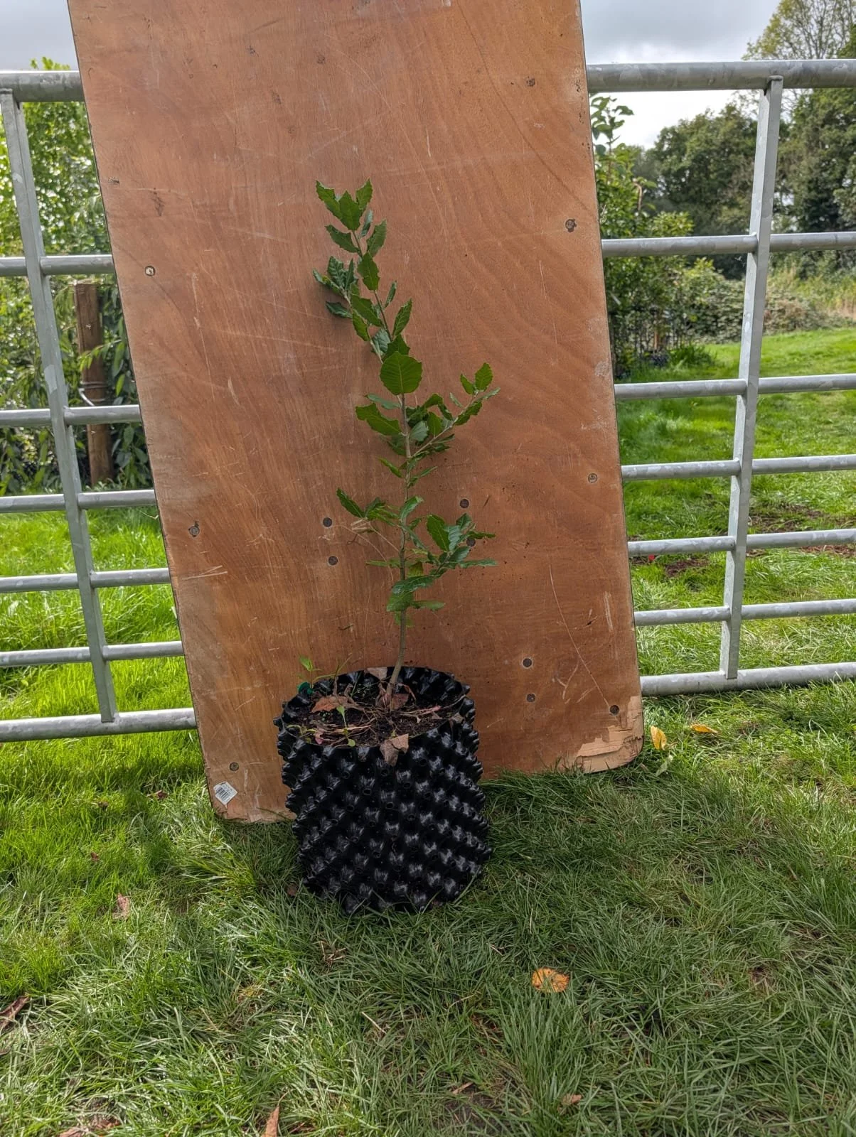 Holm Oak.jpeg