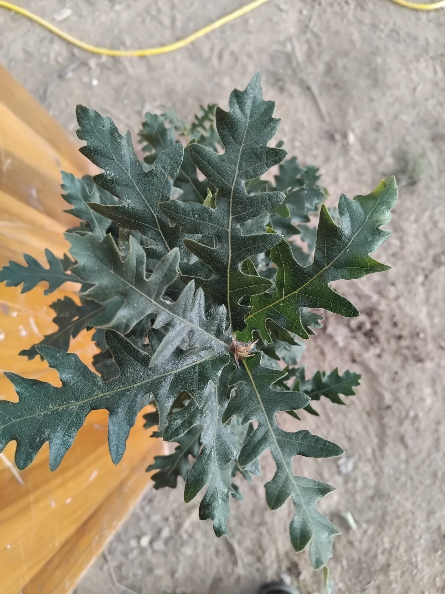 turkey oak close up.jpeg
