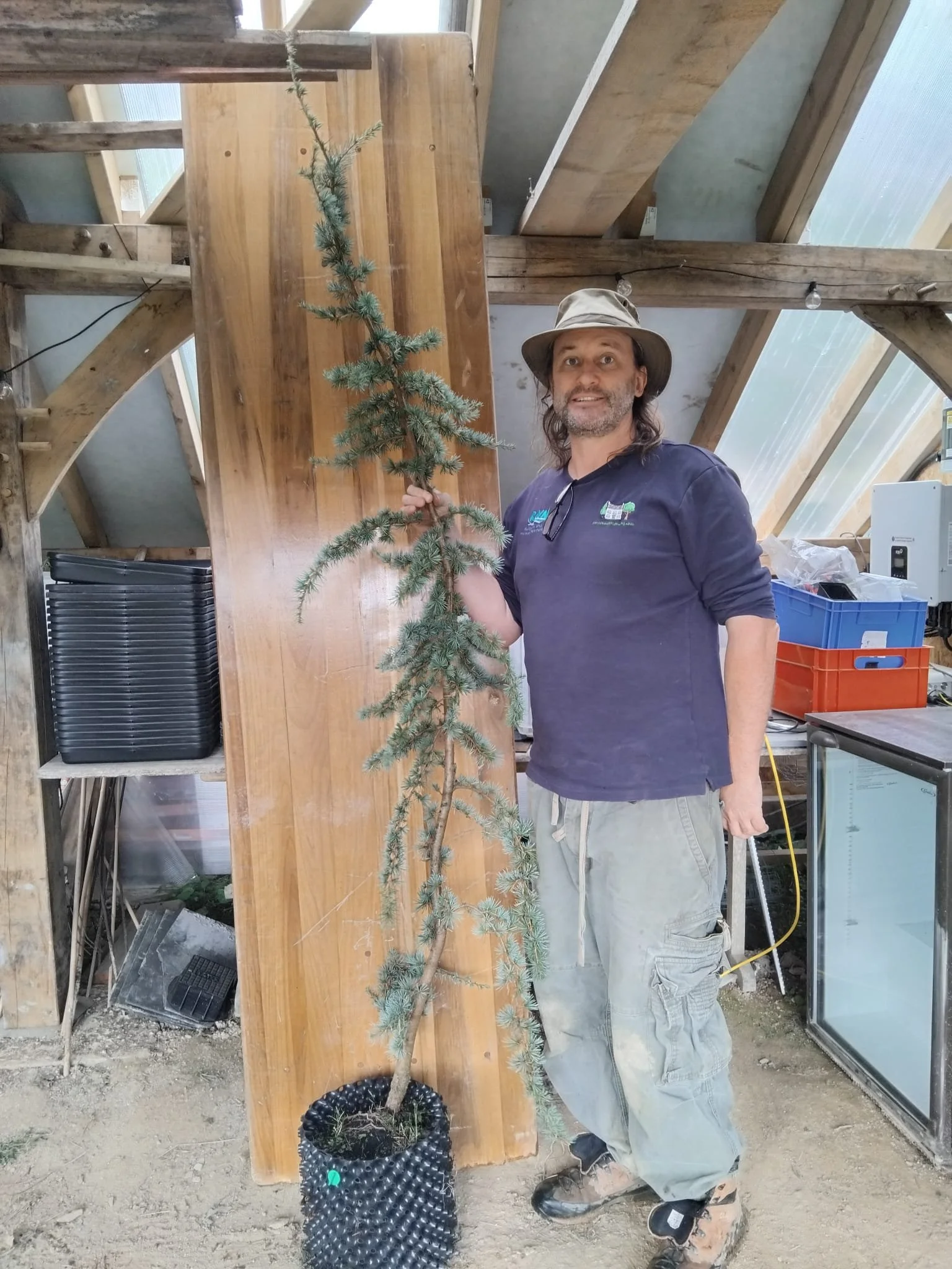 Cedrus atlantica ‘Glauca’ (Blue Atlas Cedar)