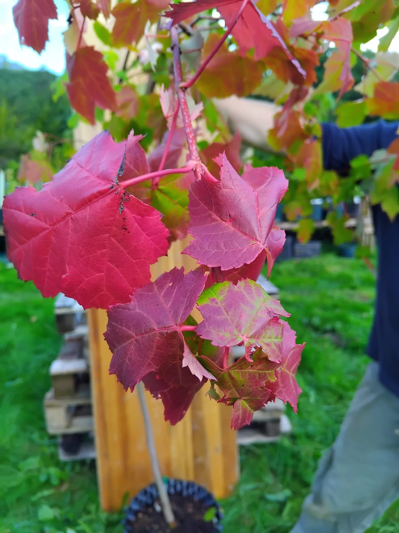acer rubrum scanlon close up.jpeg