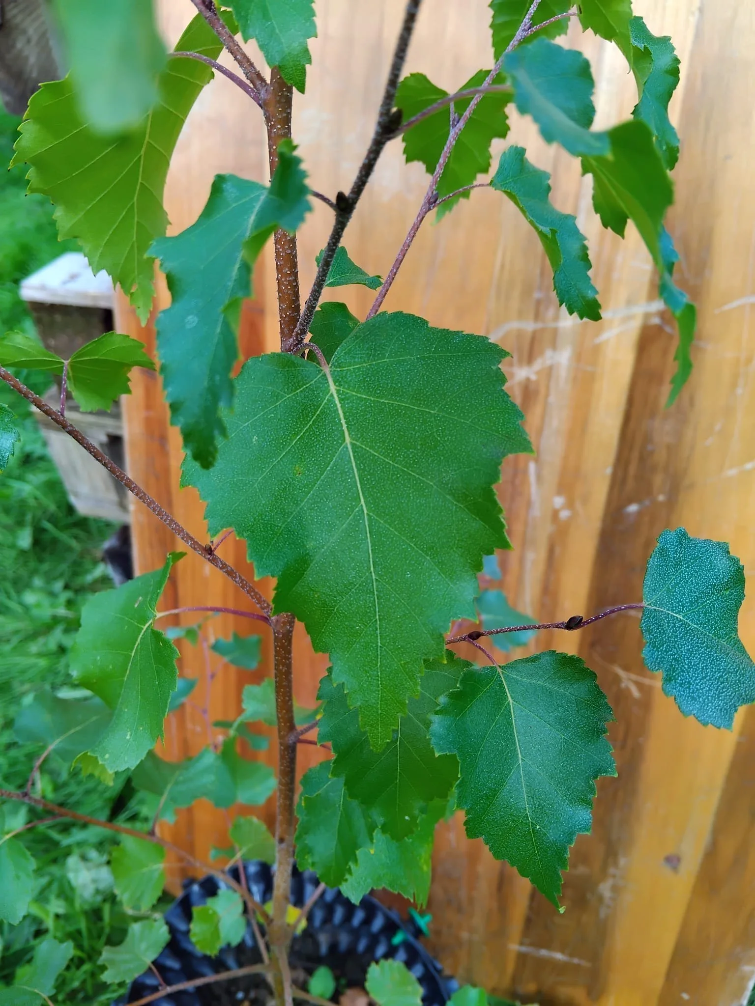betula pendulu1.jpeg