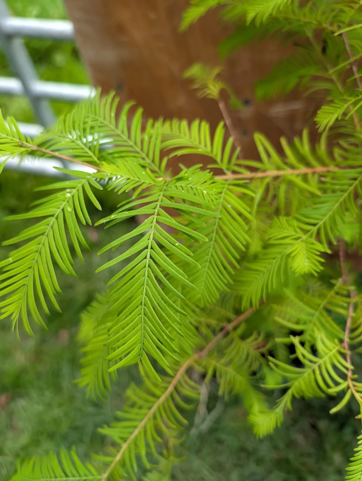 dawn redwood close up.jpeg