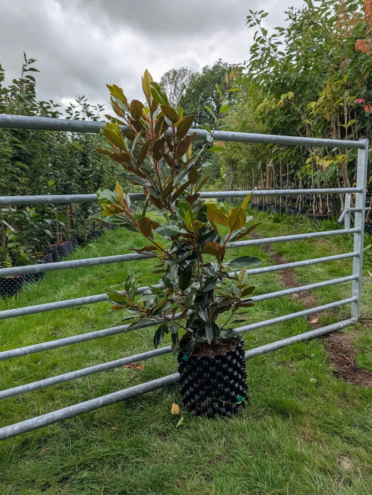 Magnolia grandiflora.jpeg