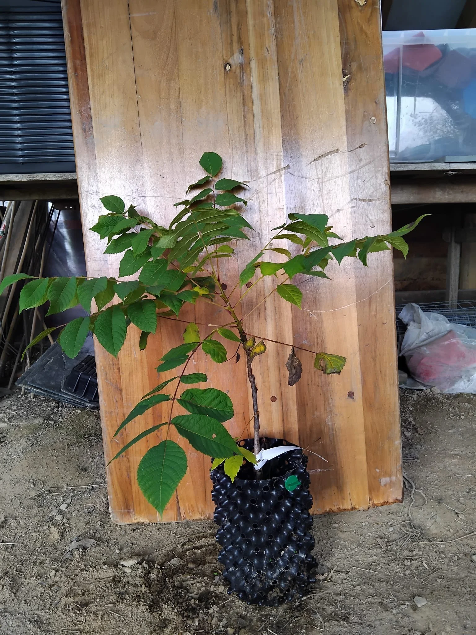 walnut.jpeg
