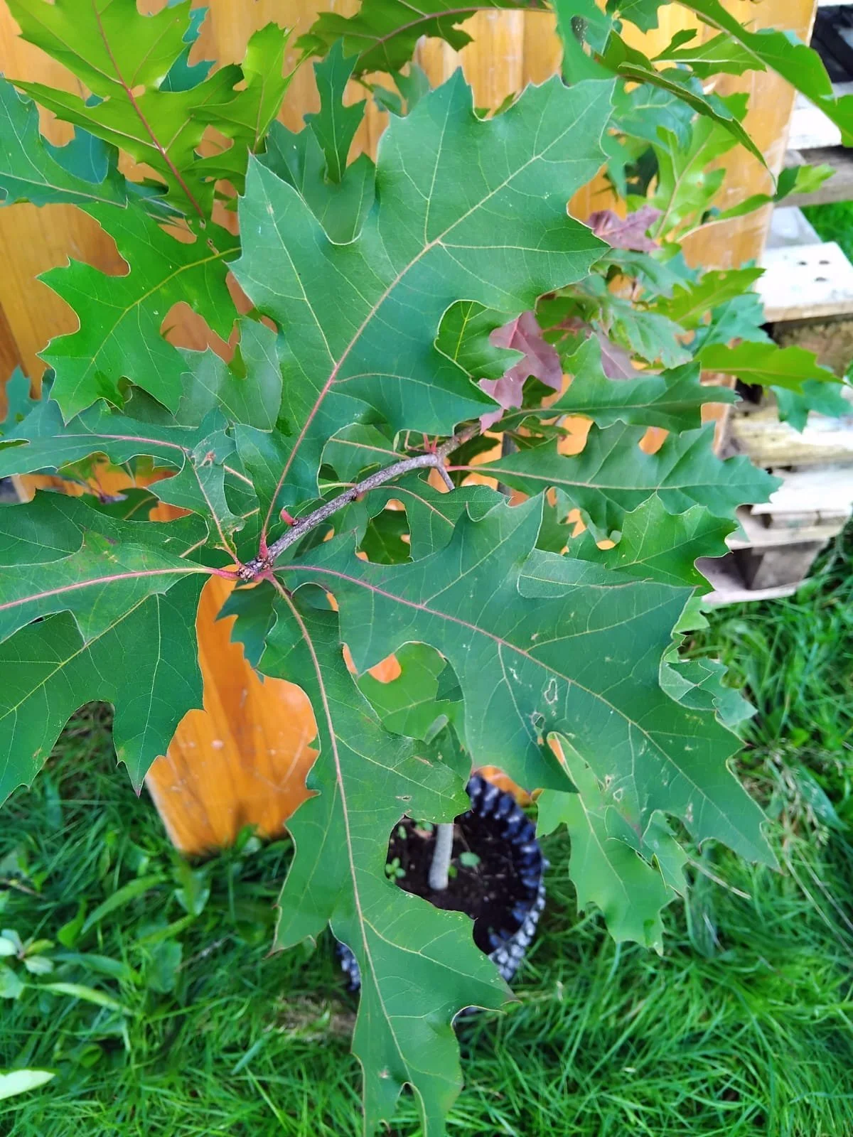 pin oak close up 2.jpeg