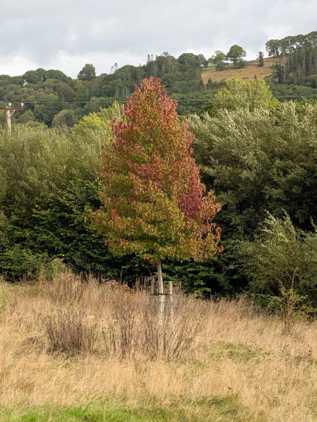 large liquidamber.jpeg