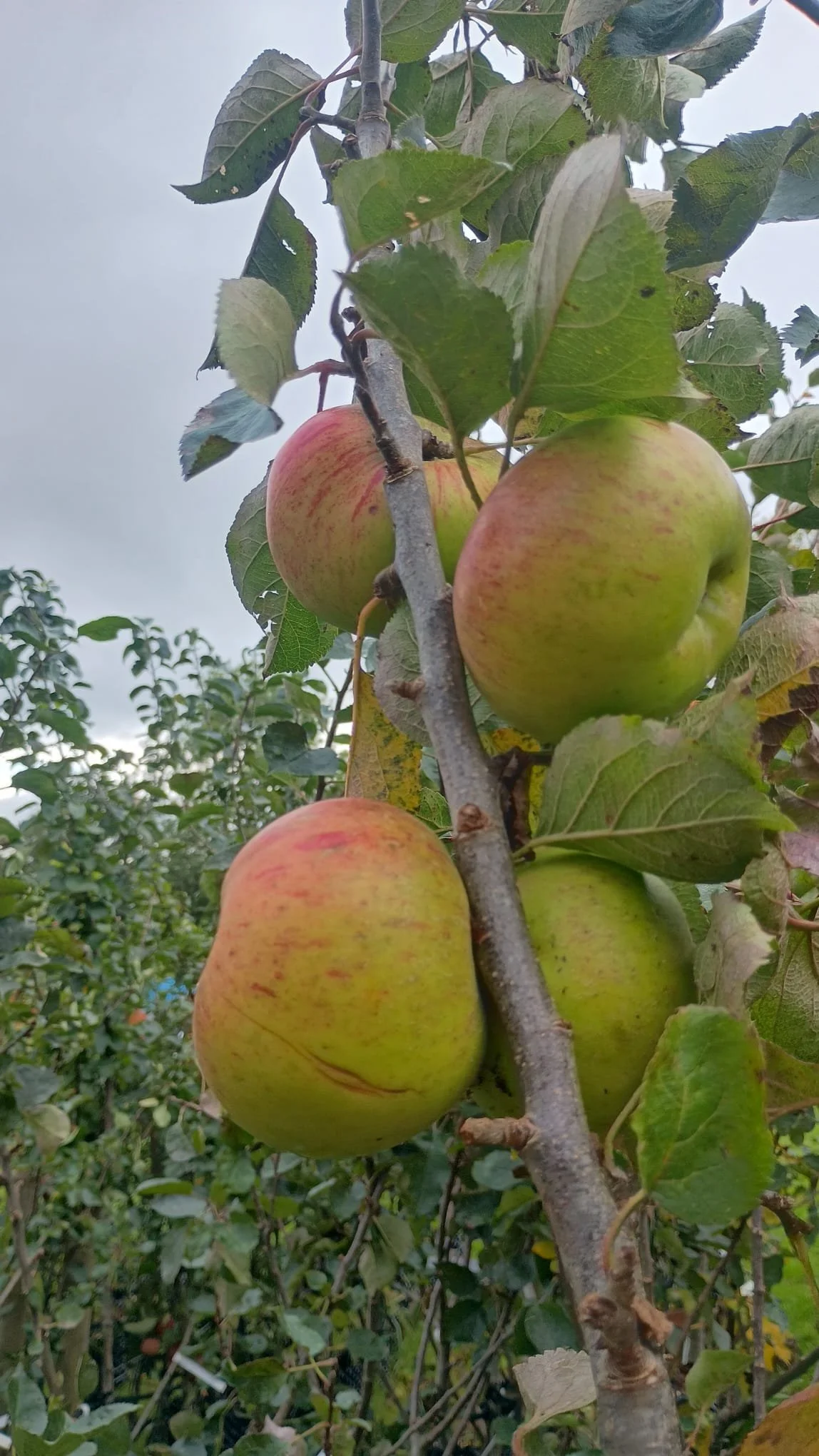 Malus Bramley Seedling (Cooking Apple)