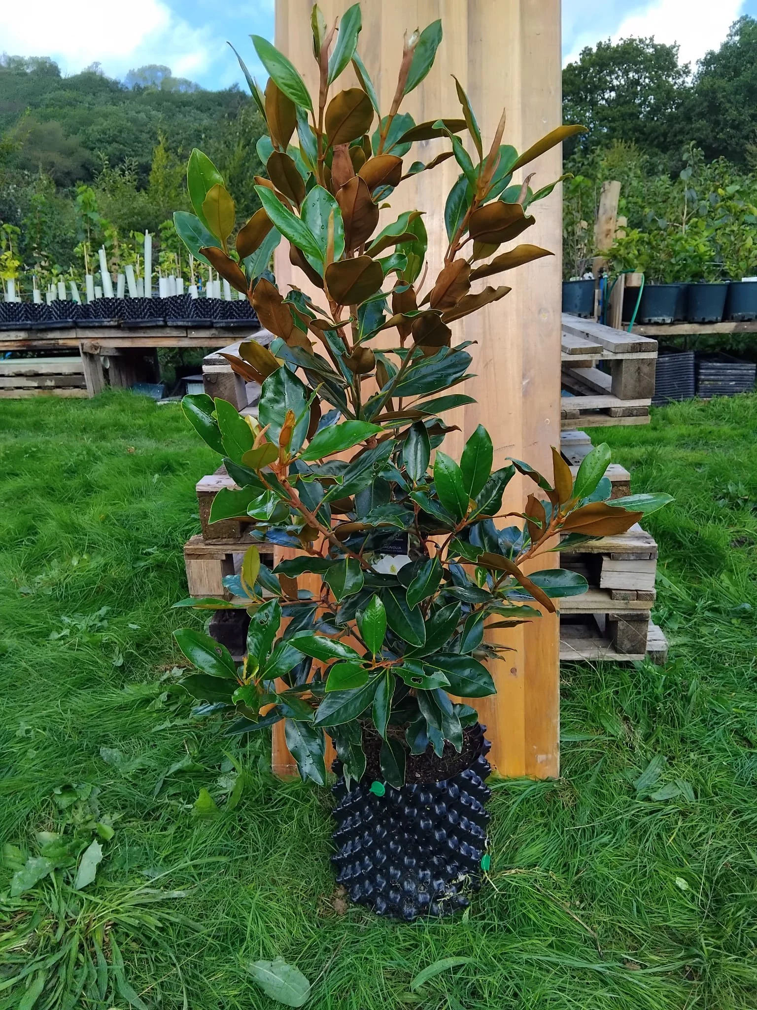 magolia grandiflora.jpeg