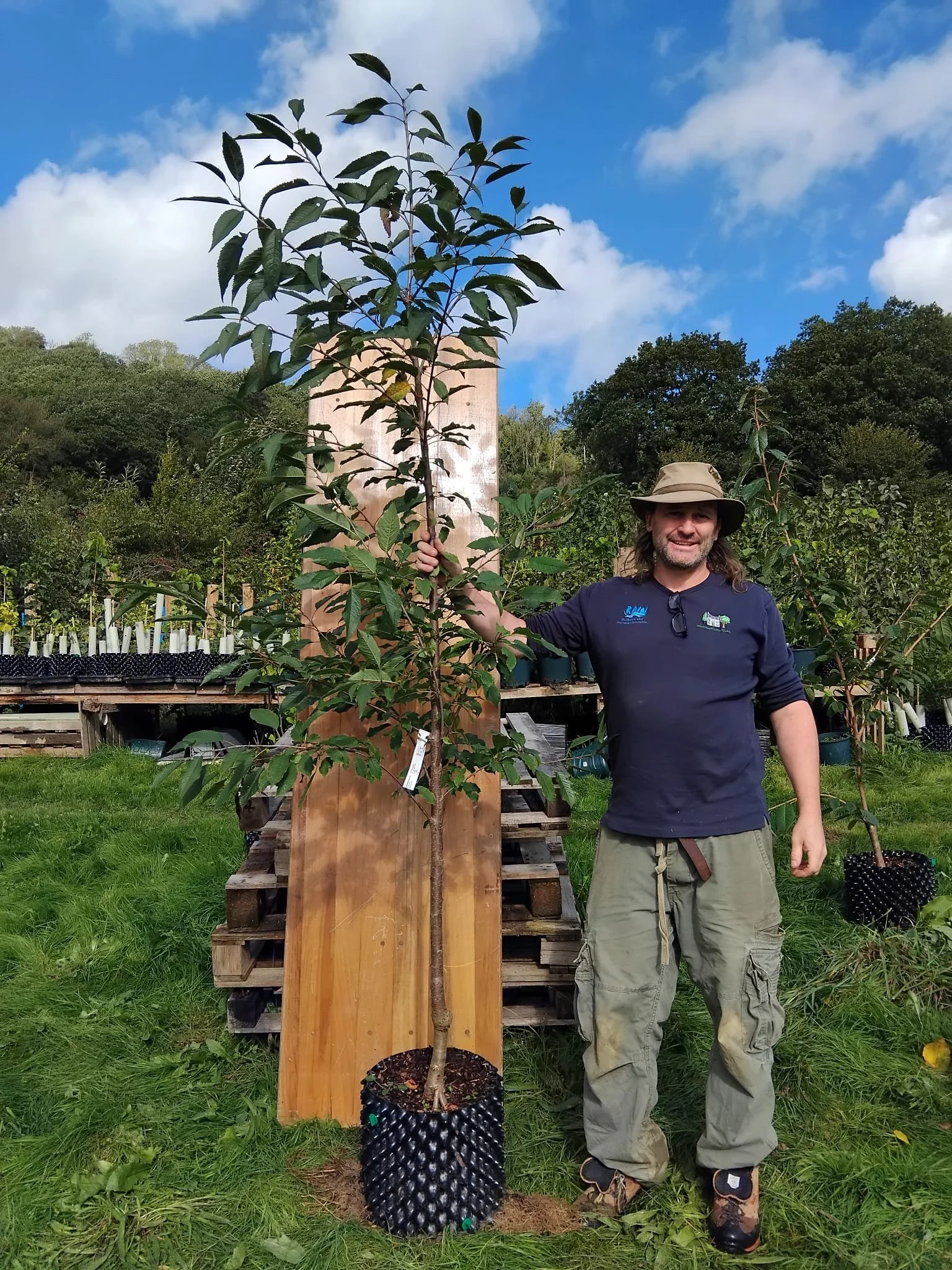 prunus avium plena 1.jpeg