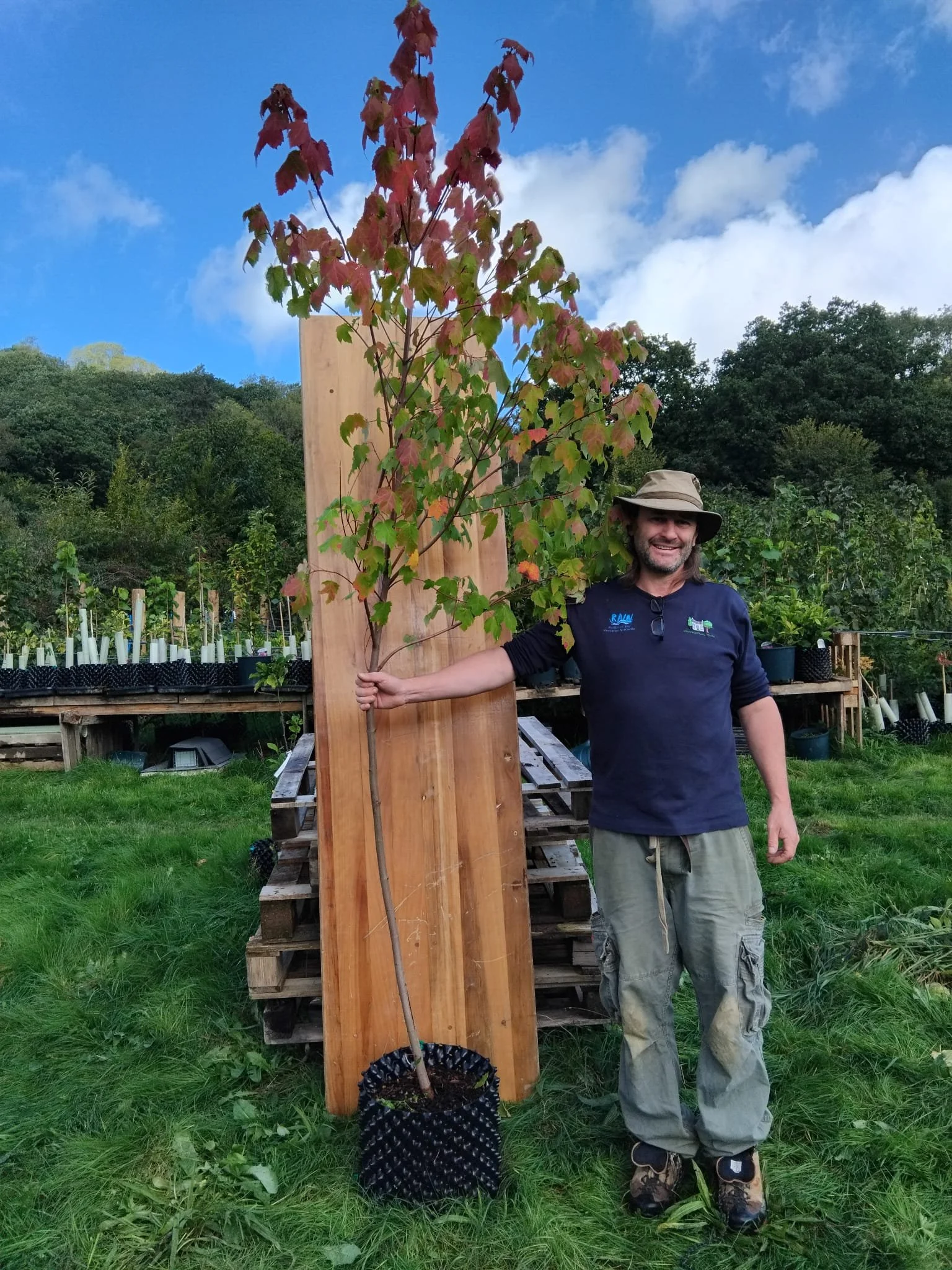 Acer rubrum ‘Scanlon’
