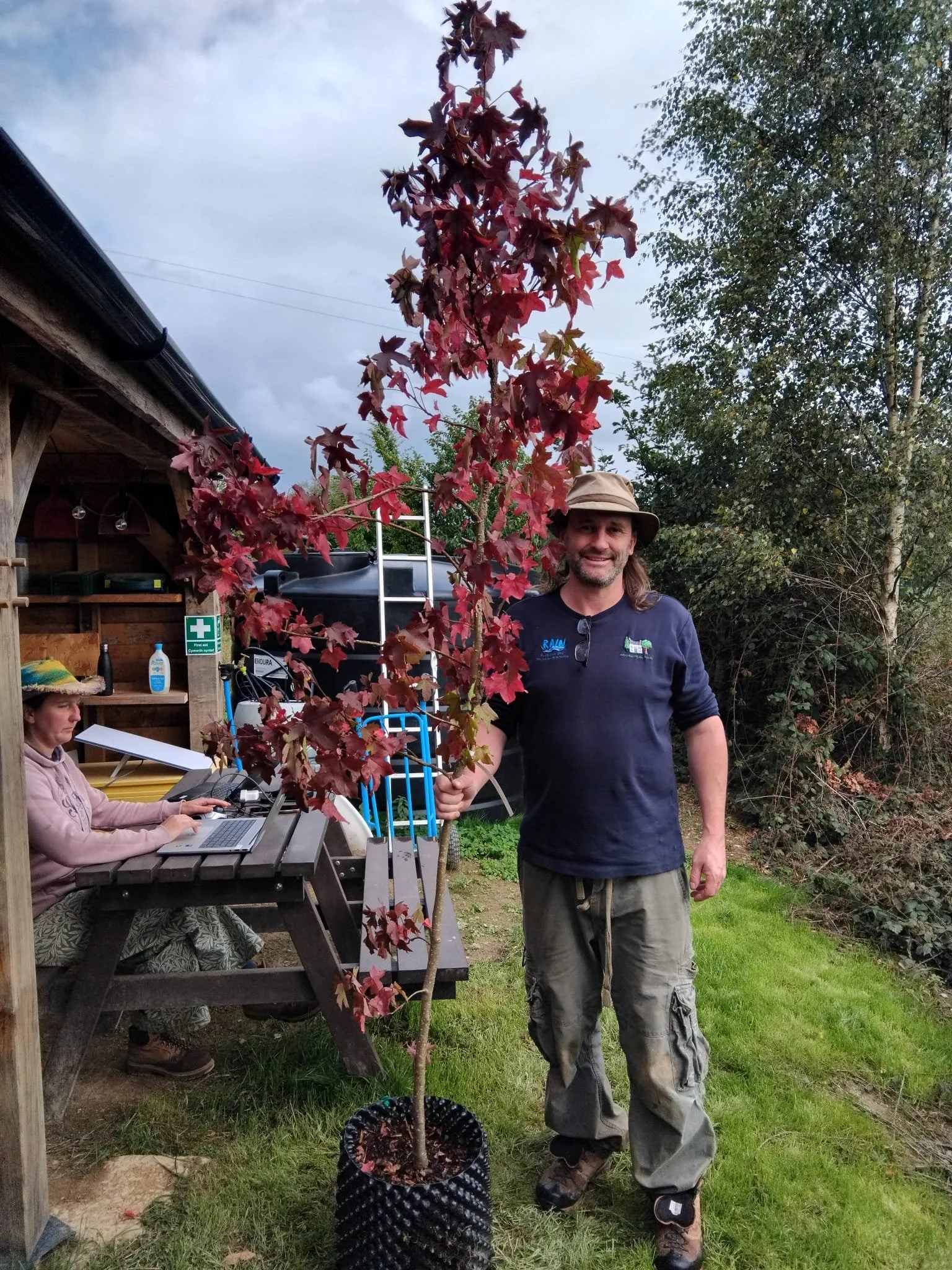 liquidambar 1.jpeg