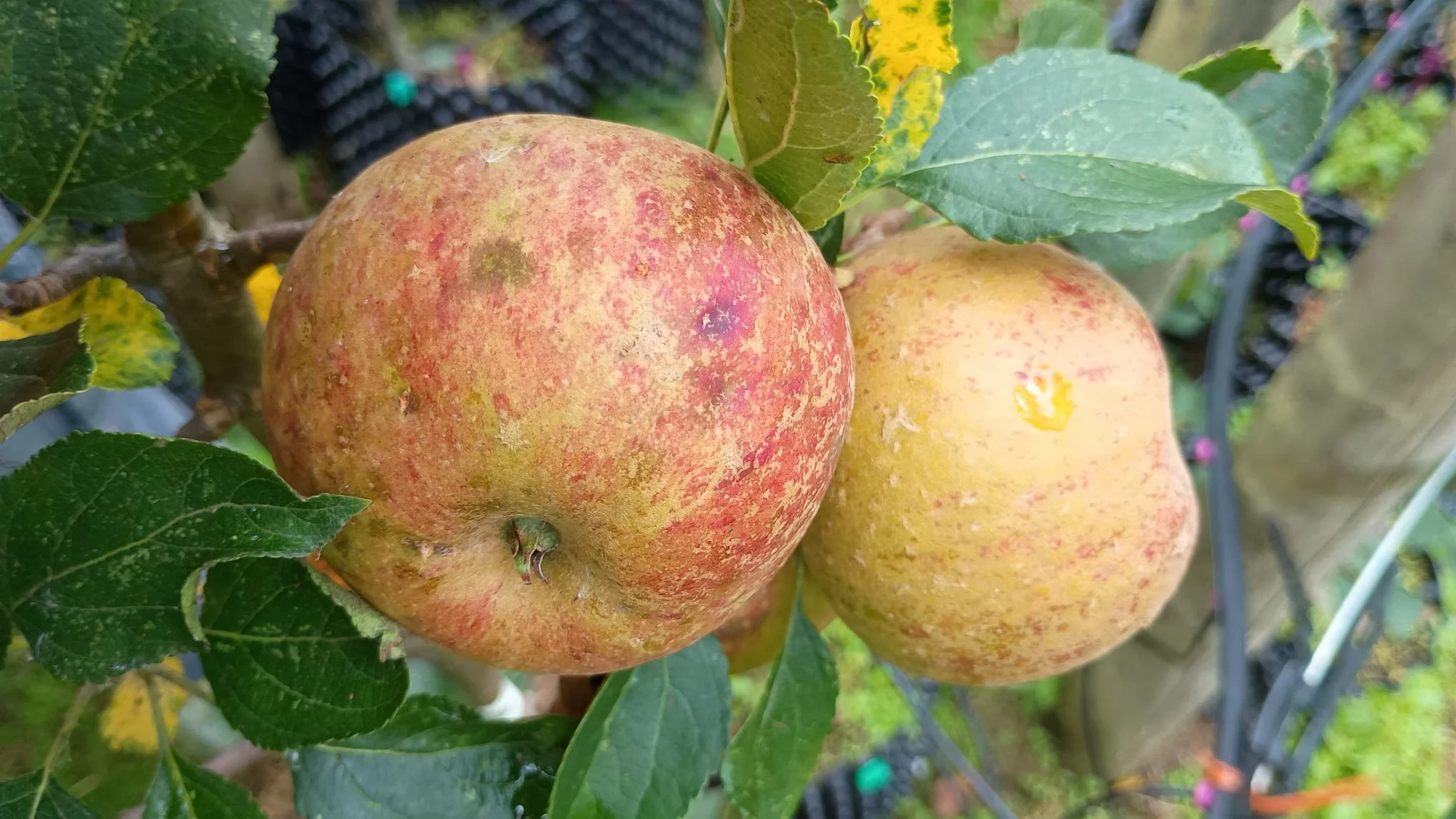 apple orange pippin close up2.jpeg