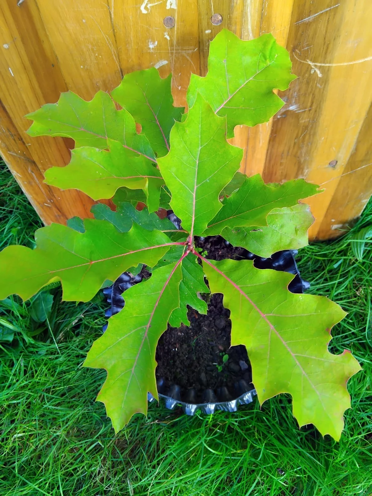 red oak close up 1.jpeg