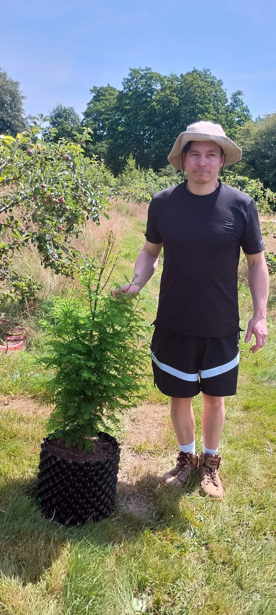 Metasequoia glyptostroboides (Dawn Redwood)