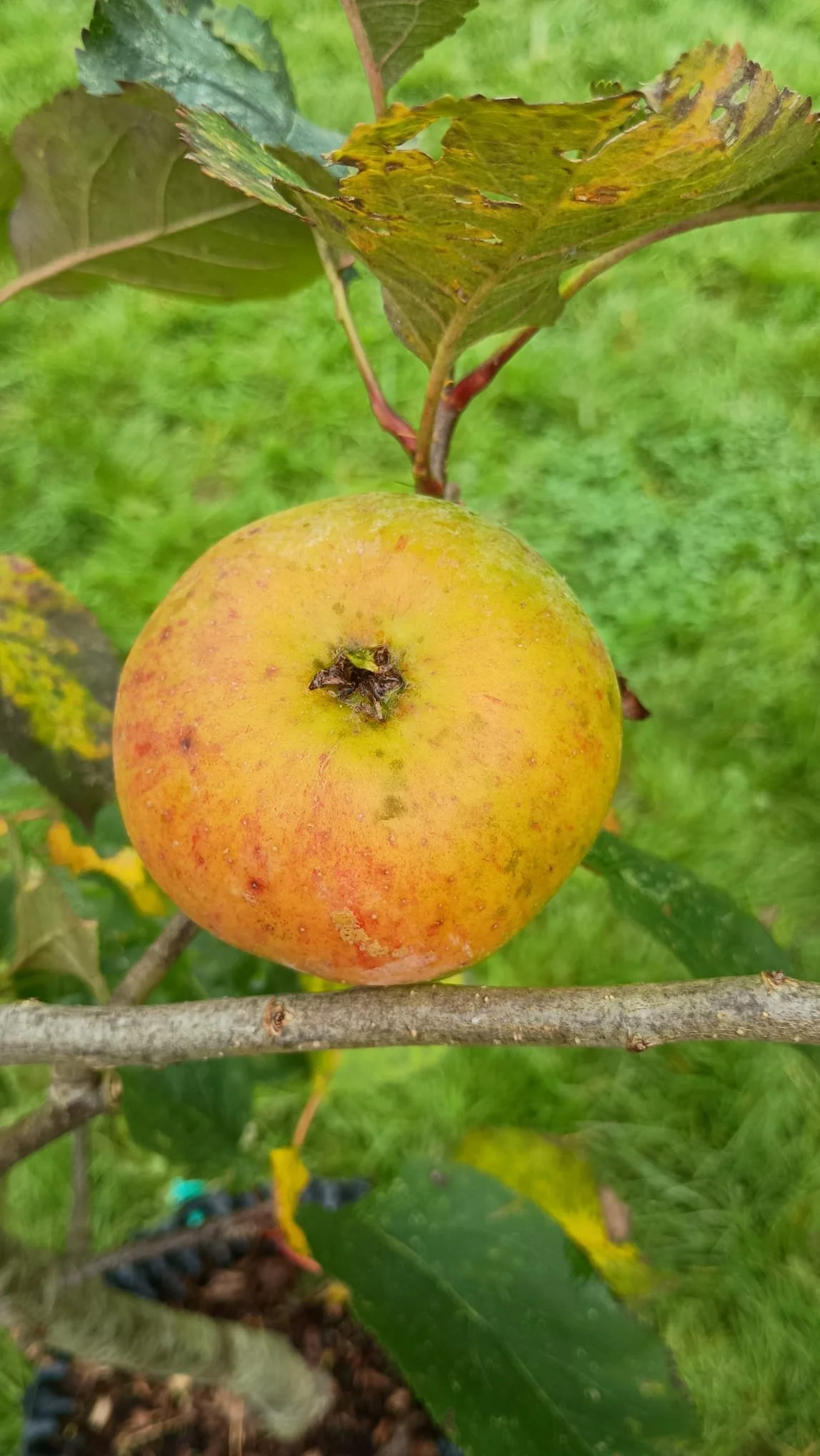 bramley apple close up.jpeg