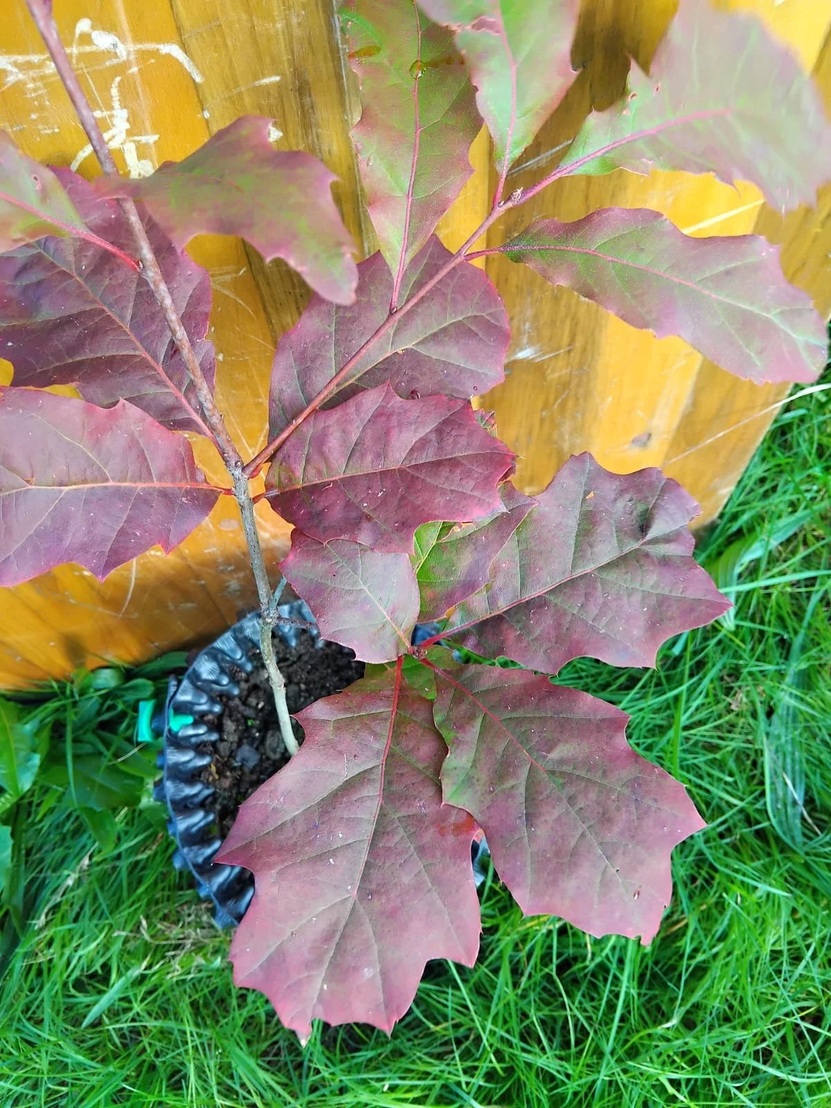 red oak close up 2.jpeg