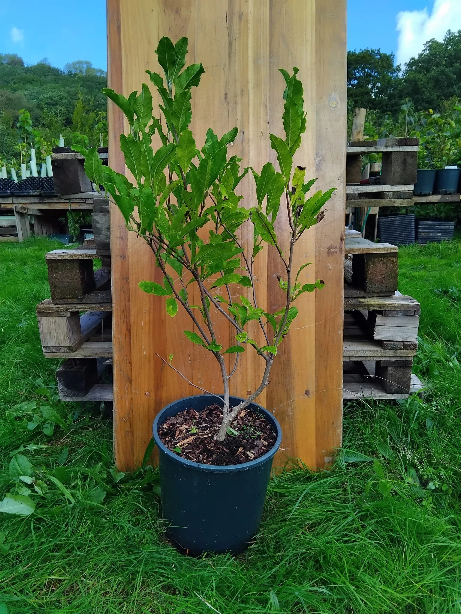 Magnolia Stellata 1.jpeg