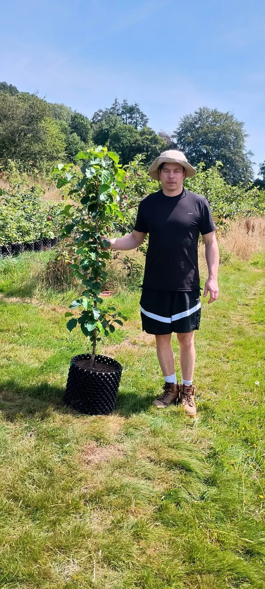 Corylus colurna (Turkish Hazel)