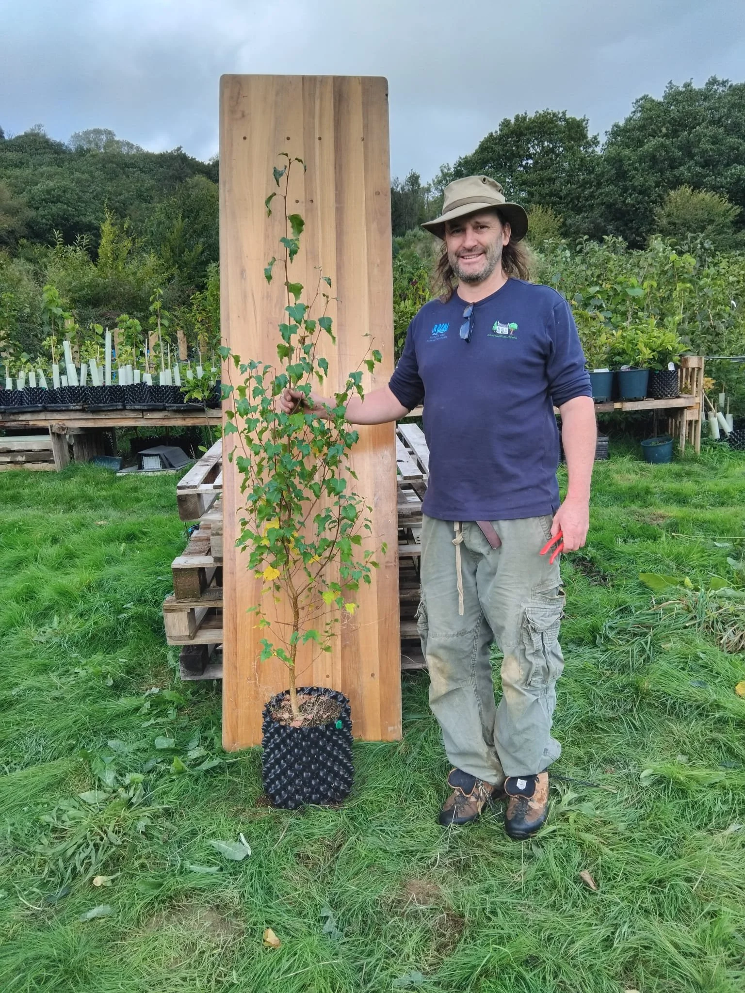 Betula pendula (Silver Birch)