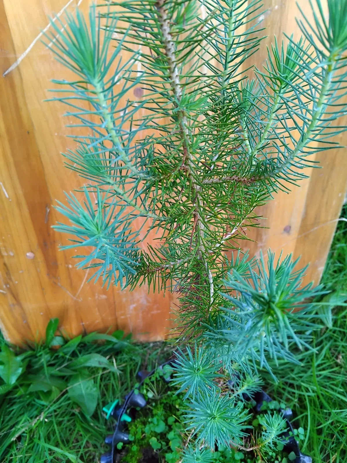 Pinus pinea (Stone pine)