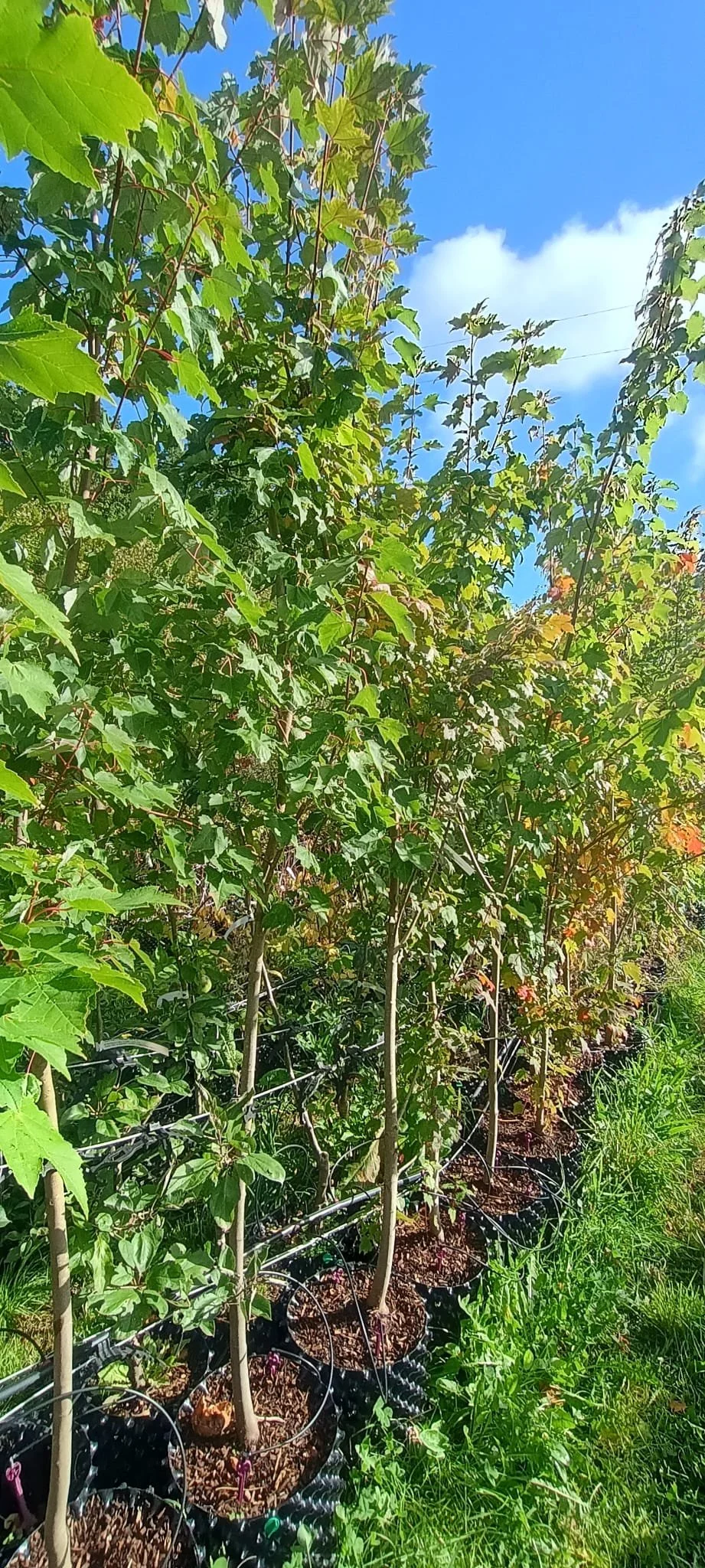 acer rubrum.jpeg