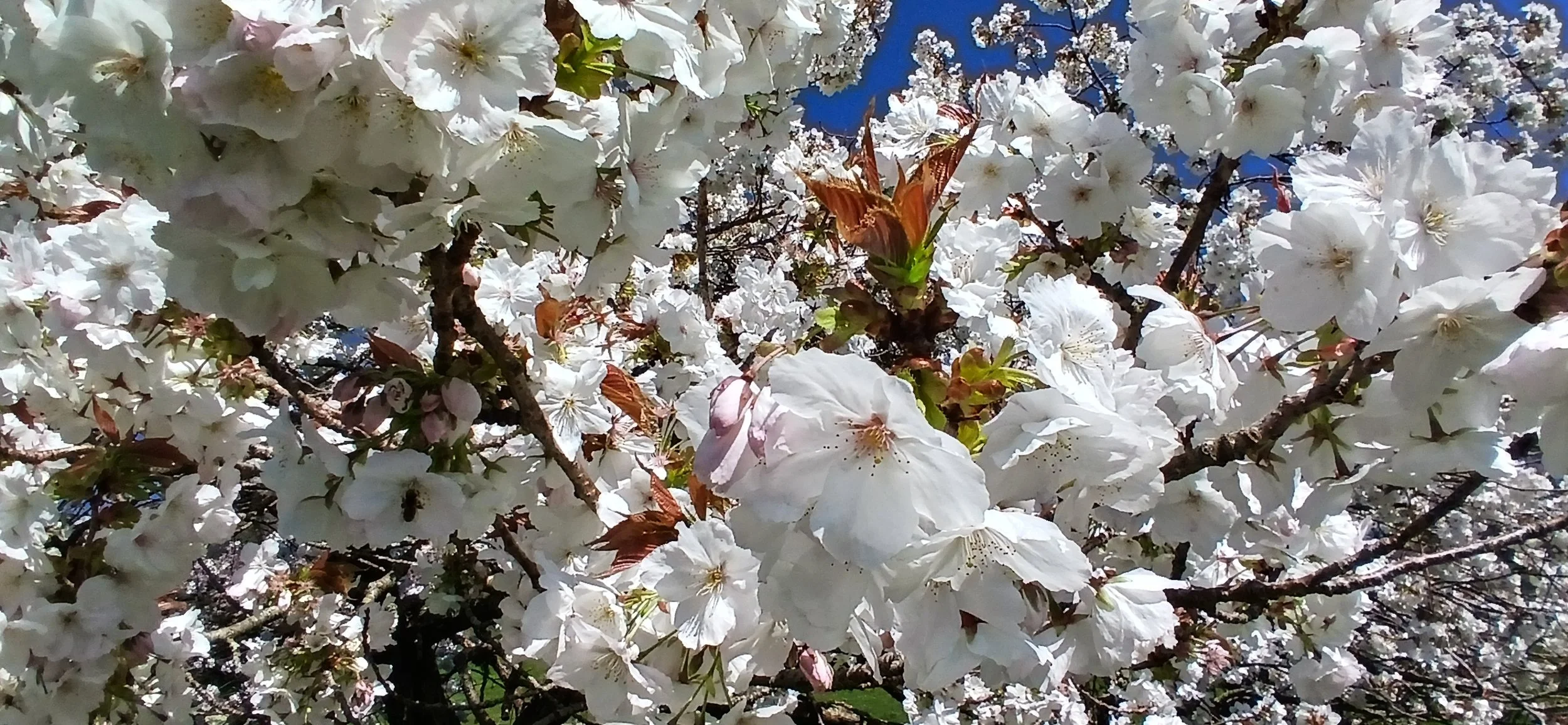 Prunus ‘Taihaku’ (Great White Cherry)