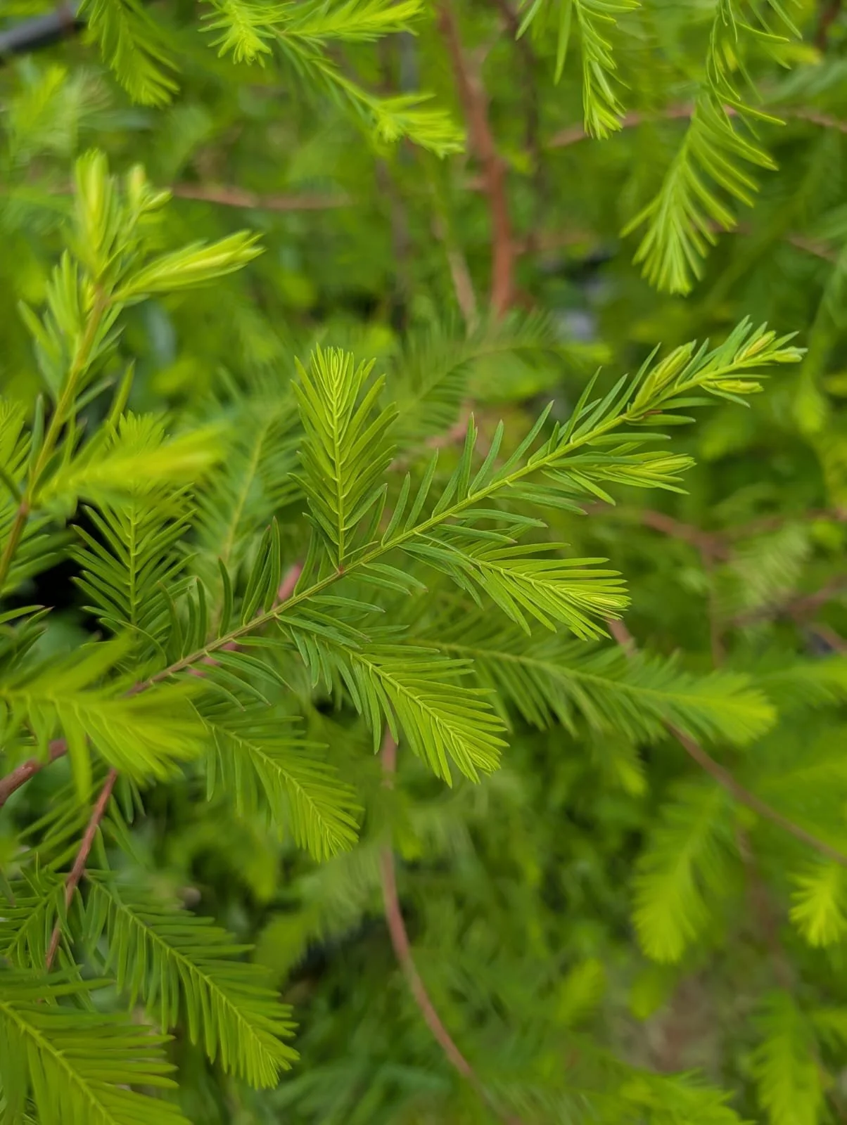 Taxodium distichum (Swamp Cypress)