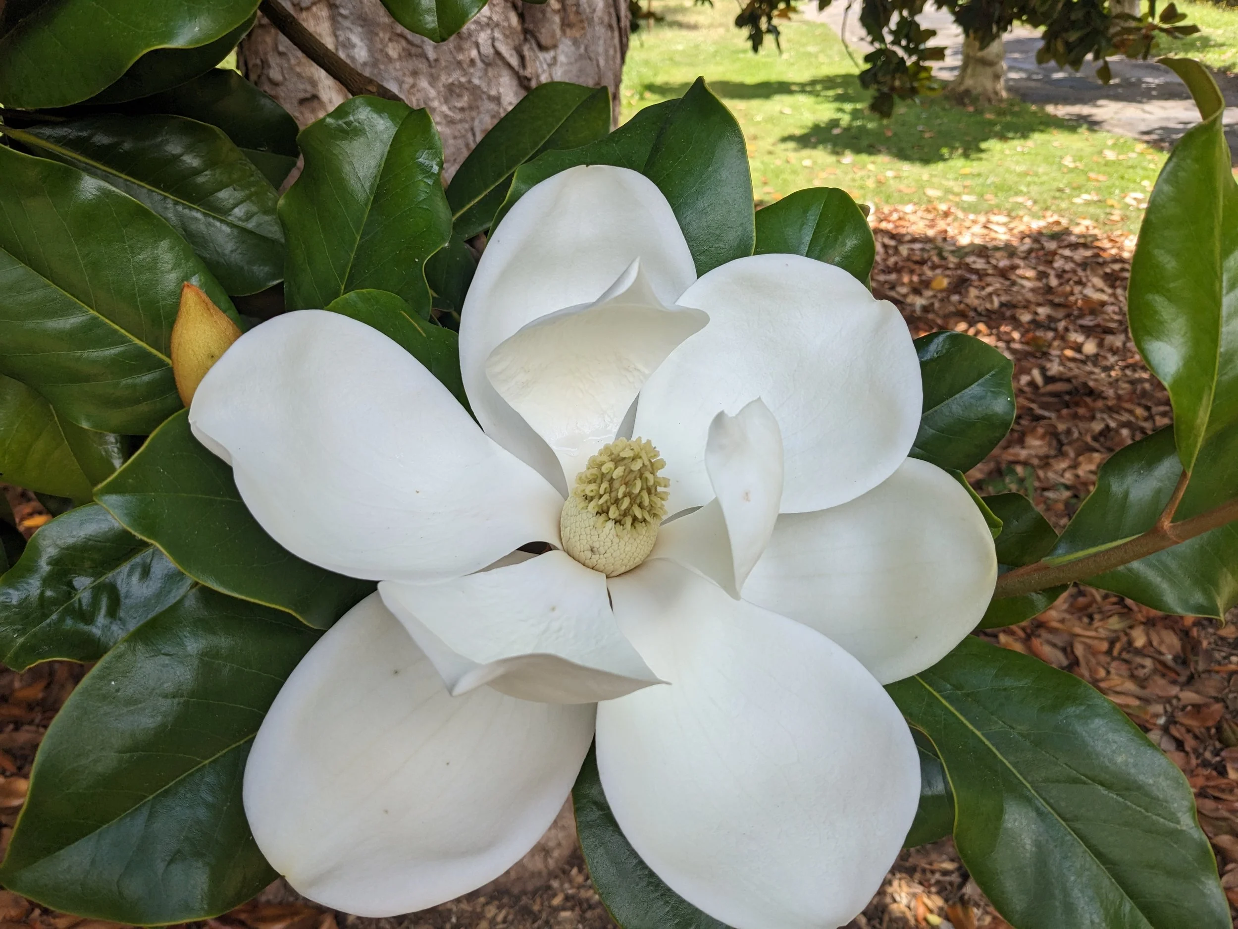 Magnolia grandiflora ‘Little Gem’