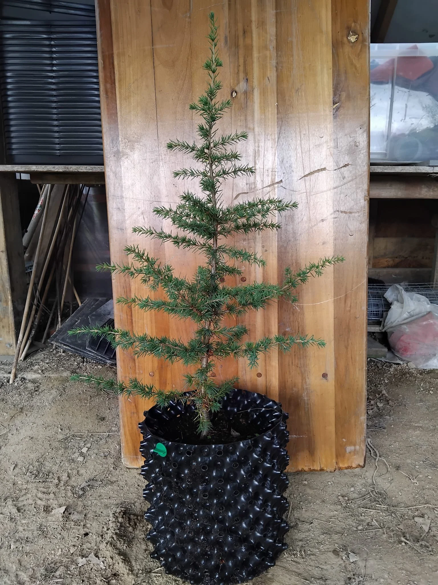 Cedrus atlantica (Atlas Cedar)