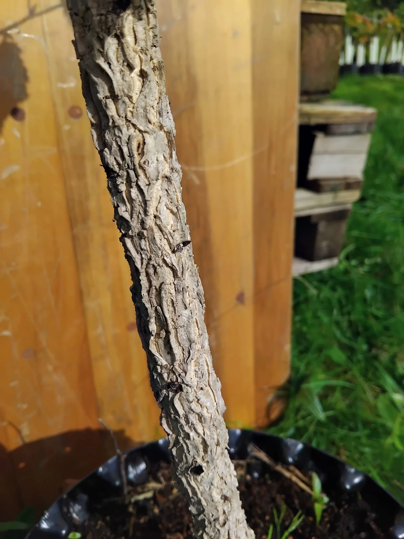 turkish hazel bark.jpeg