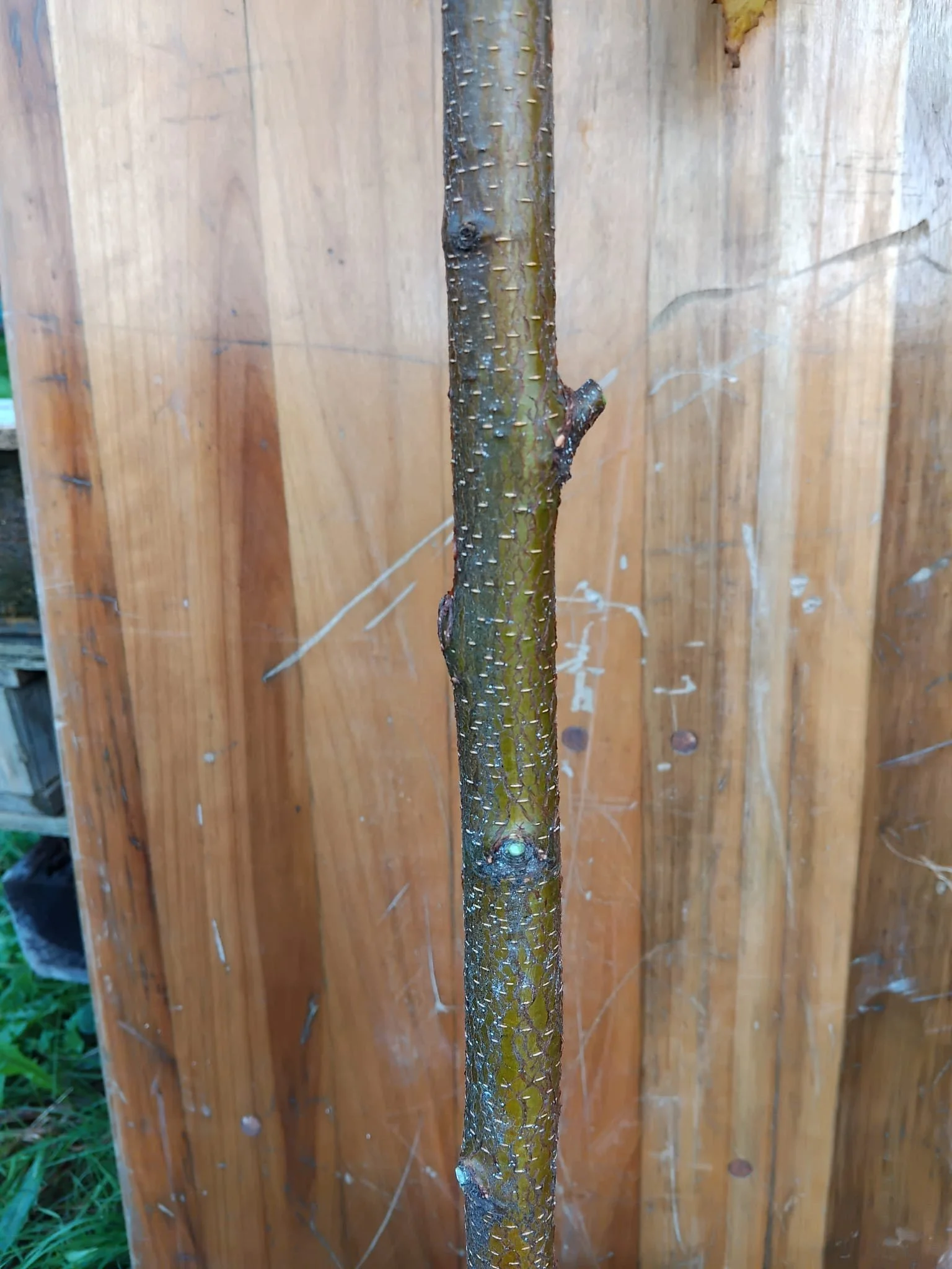 paper birch bark.jpeg
