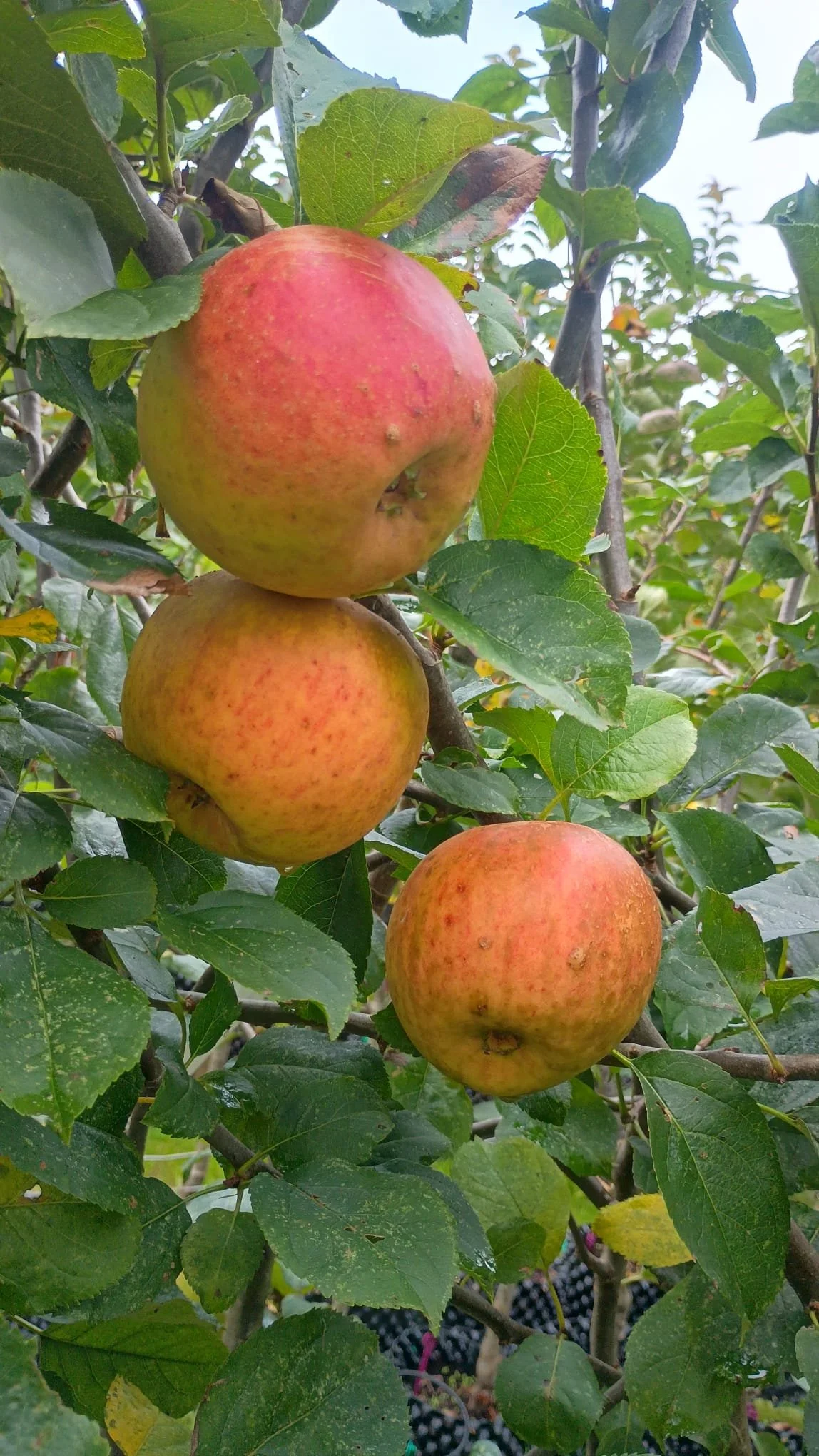 Malus Blenhein Orange (Edible Apple)