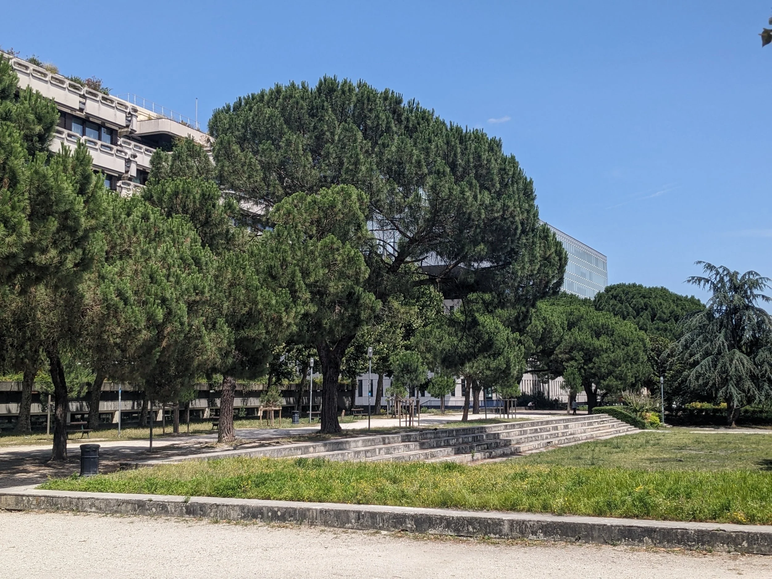 Pinus pinea