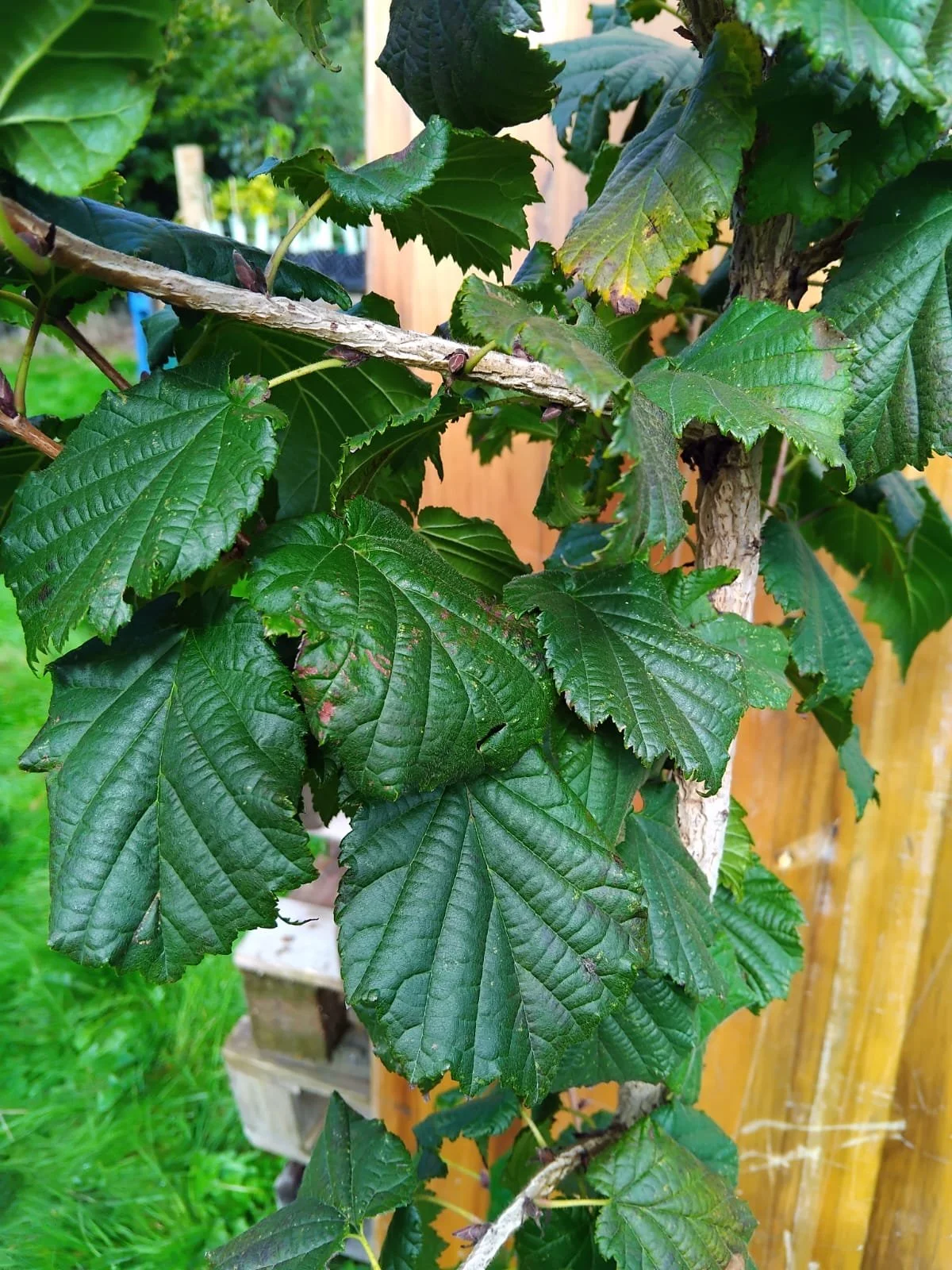 Corylus colurna (Turkish Hazel)