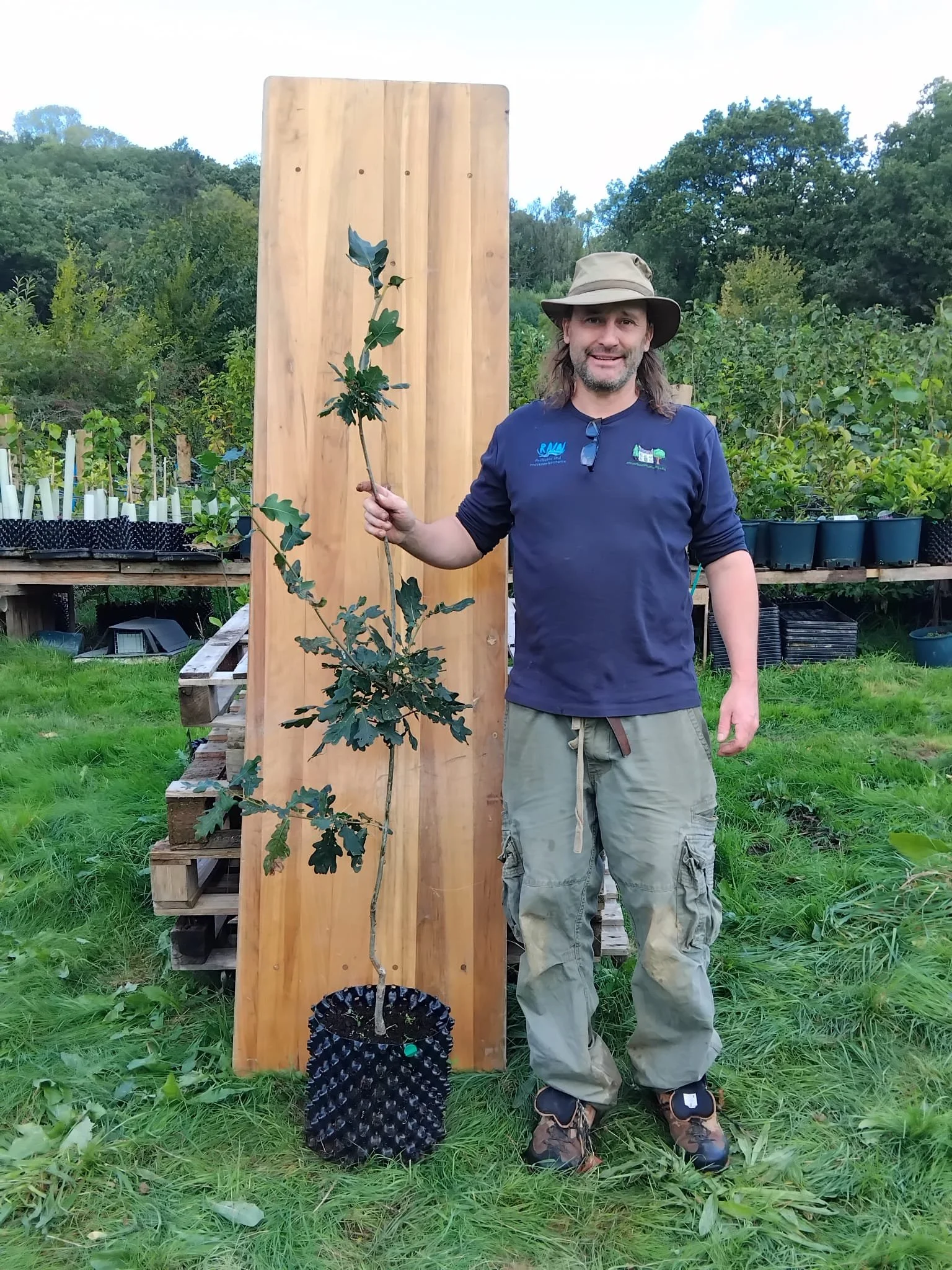 Quercus ‘Boscobel Royal’ (European Oak)