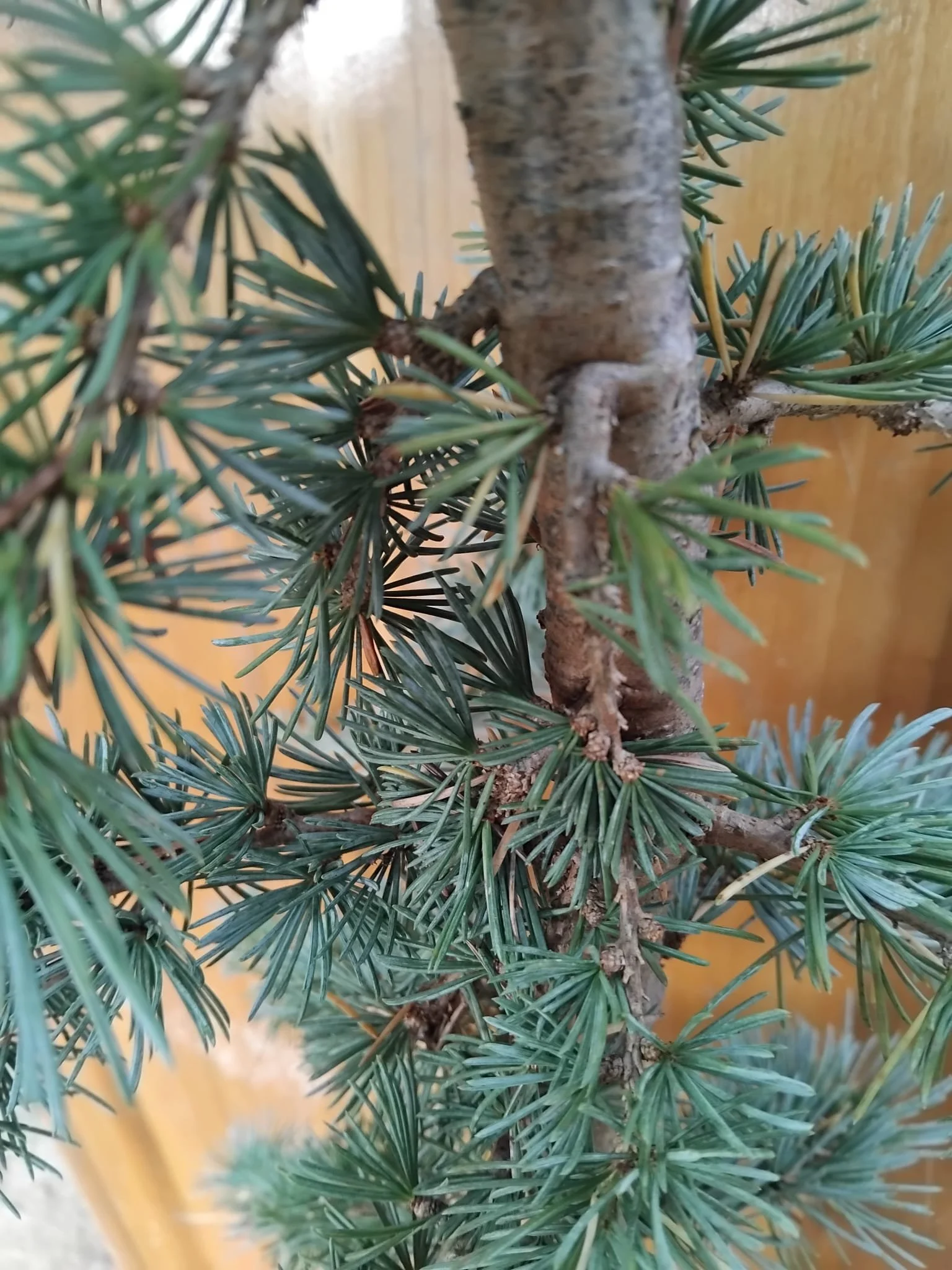 Cedrus Atlantica Glauca close up.jpeg