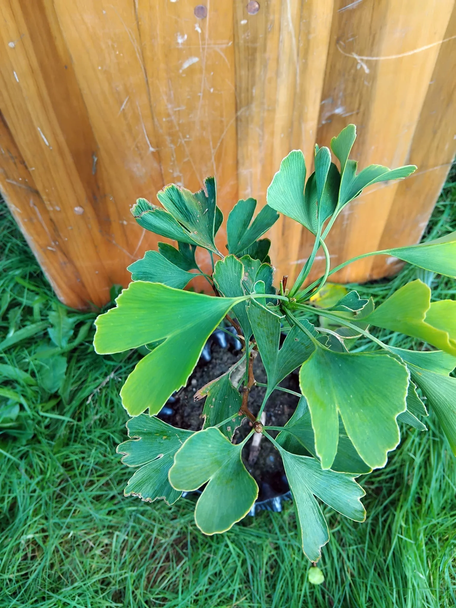 ginkgo close up.jpeg