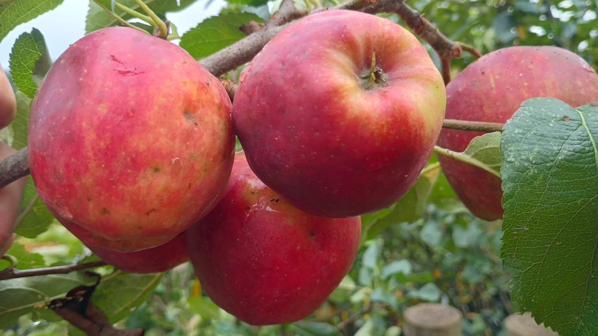 Malus James Grieve (Edible apple)