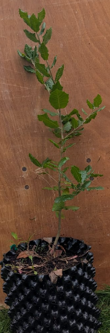 Holm oak.png
