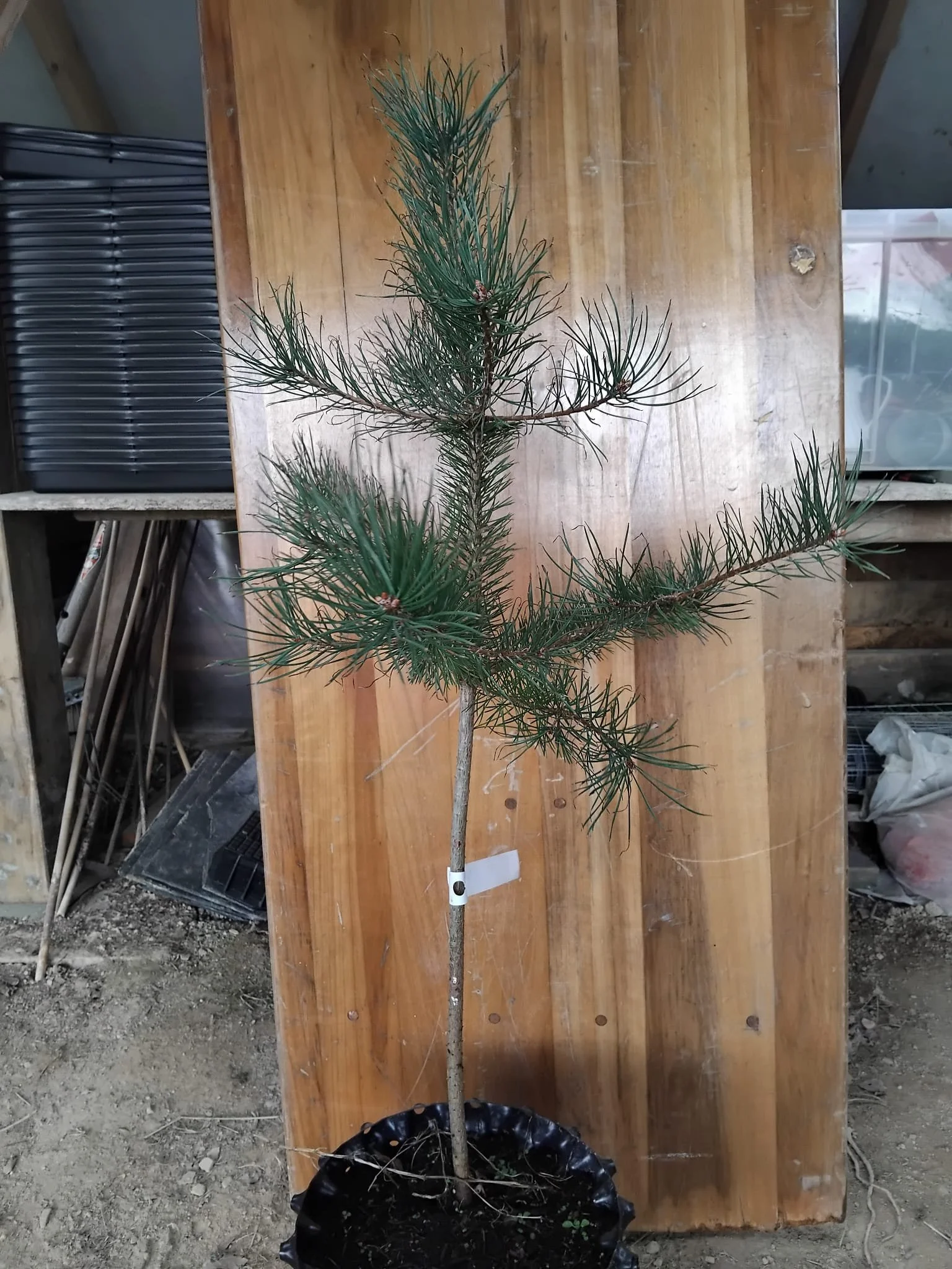 Pinus sylvestris (Scots Pine)