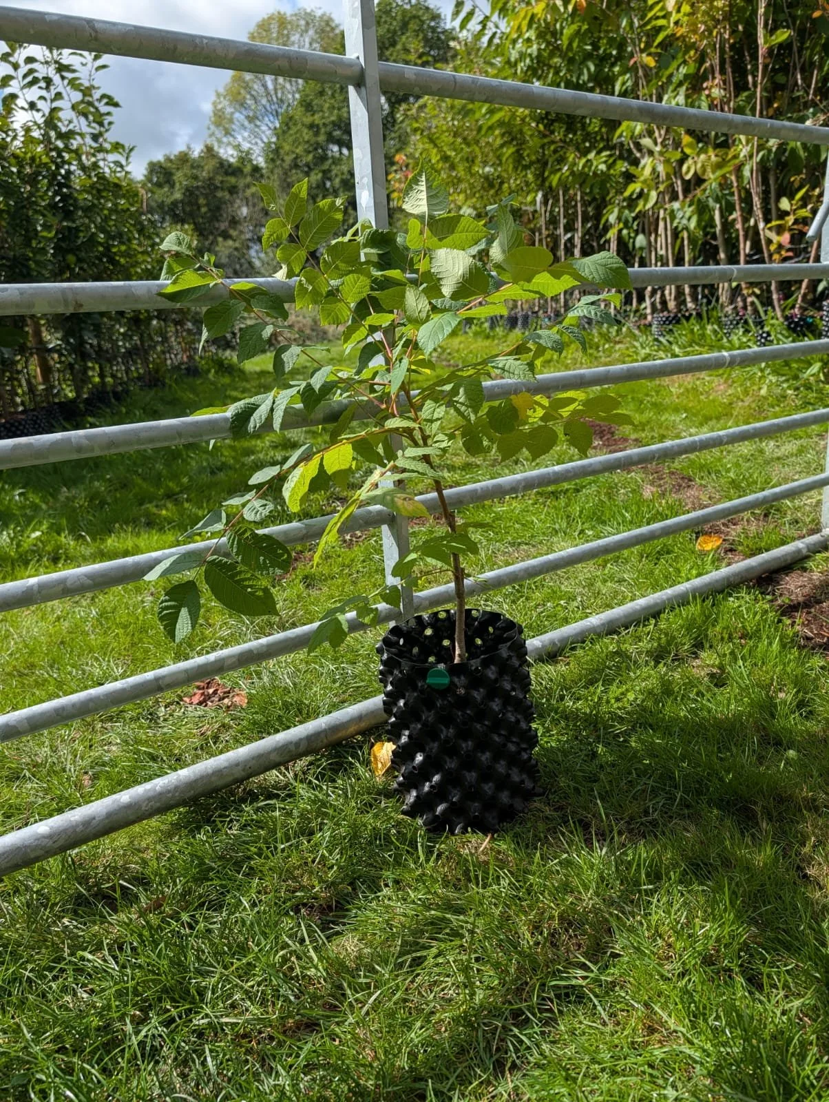 Black Walnut.jpeg