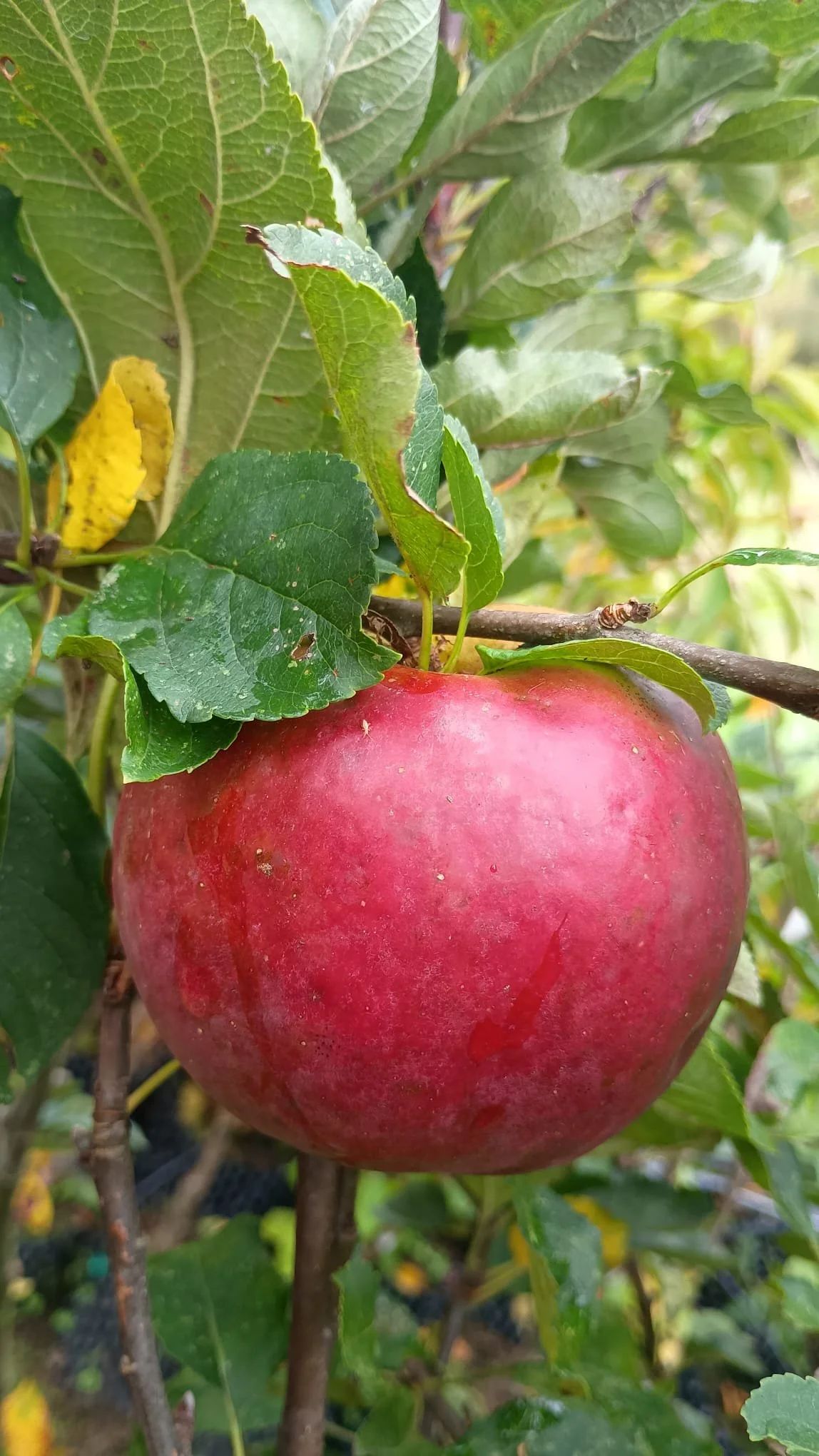 apple orange pippin close up.jpeg
