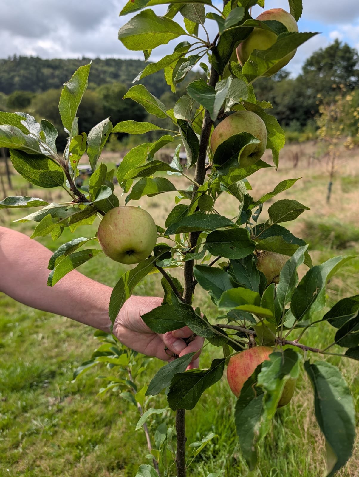 Malus Elstar fruit.jpeg