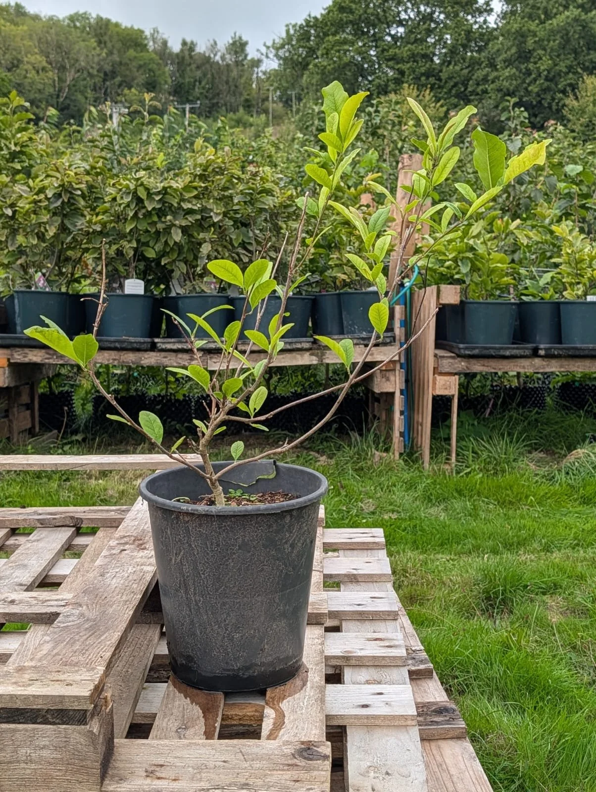 Magnolia Stellata.jpeg