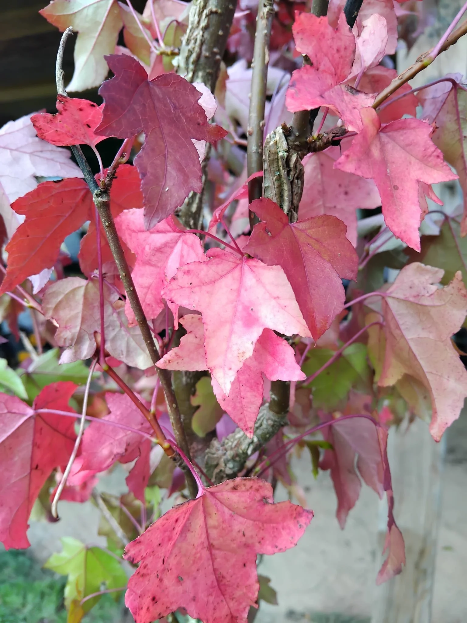 liquidambar.jpeg