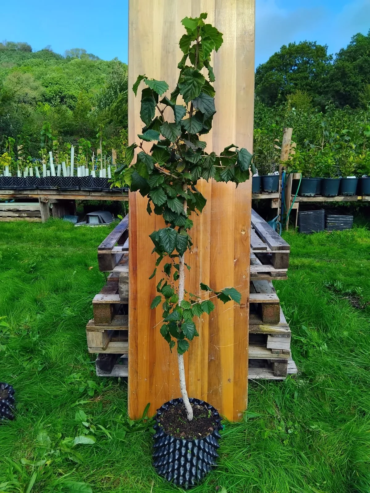 turkish hazel.jpeg