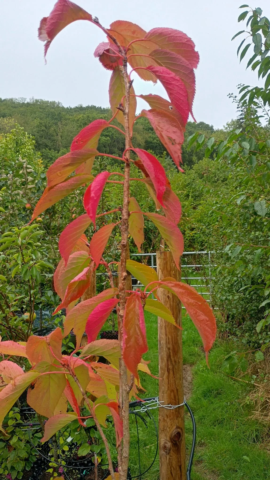 prunus amanogawa.jpeg