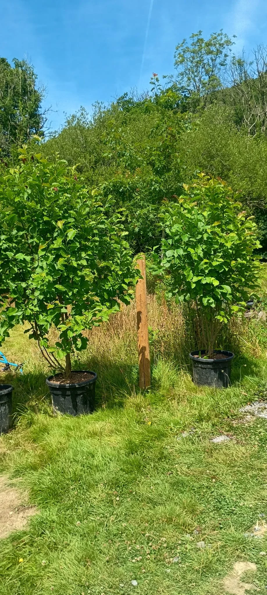 Magnolia kobus
